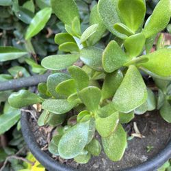 Jade Plant In A Pot 