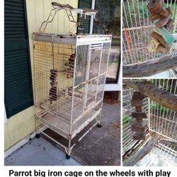 Pet, Birds, Parrot Cage 