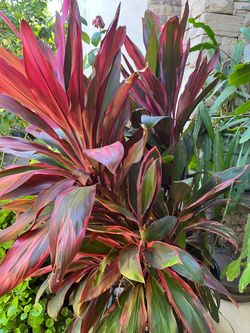 Cordyline planta