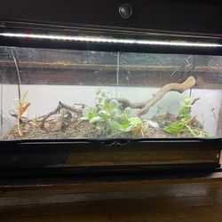 Terrarium with a automatic water mister included 