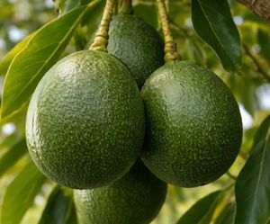 Avocados