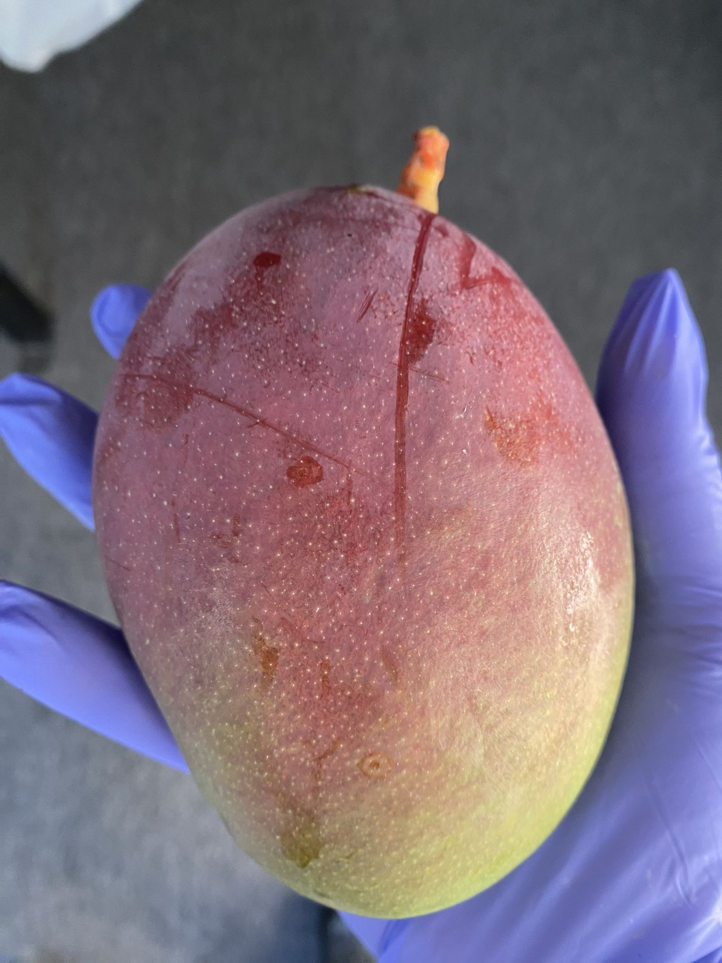 Large Mangoes 10 for $20
