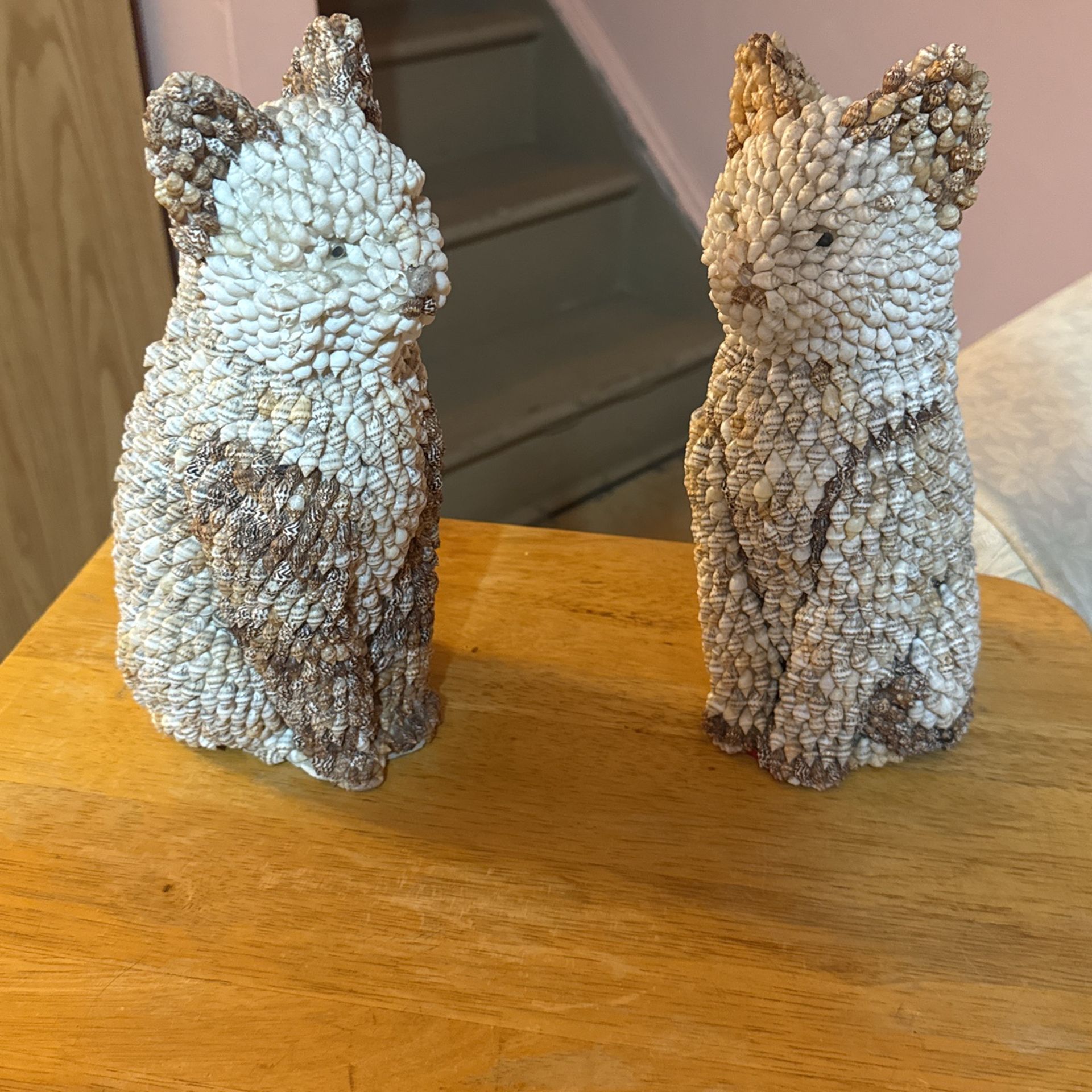 Sea Shell Cat