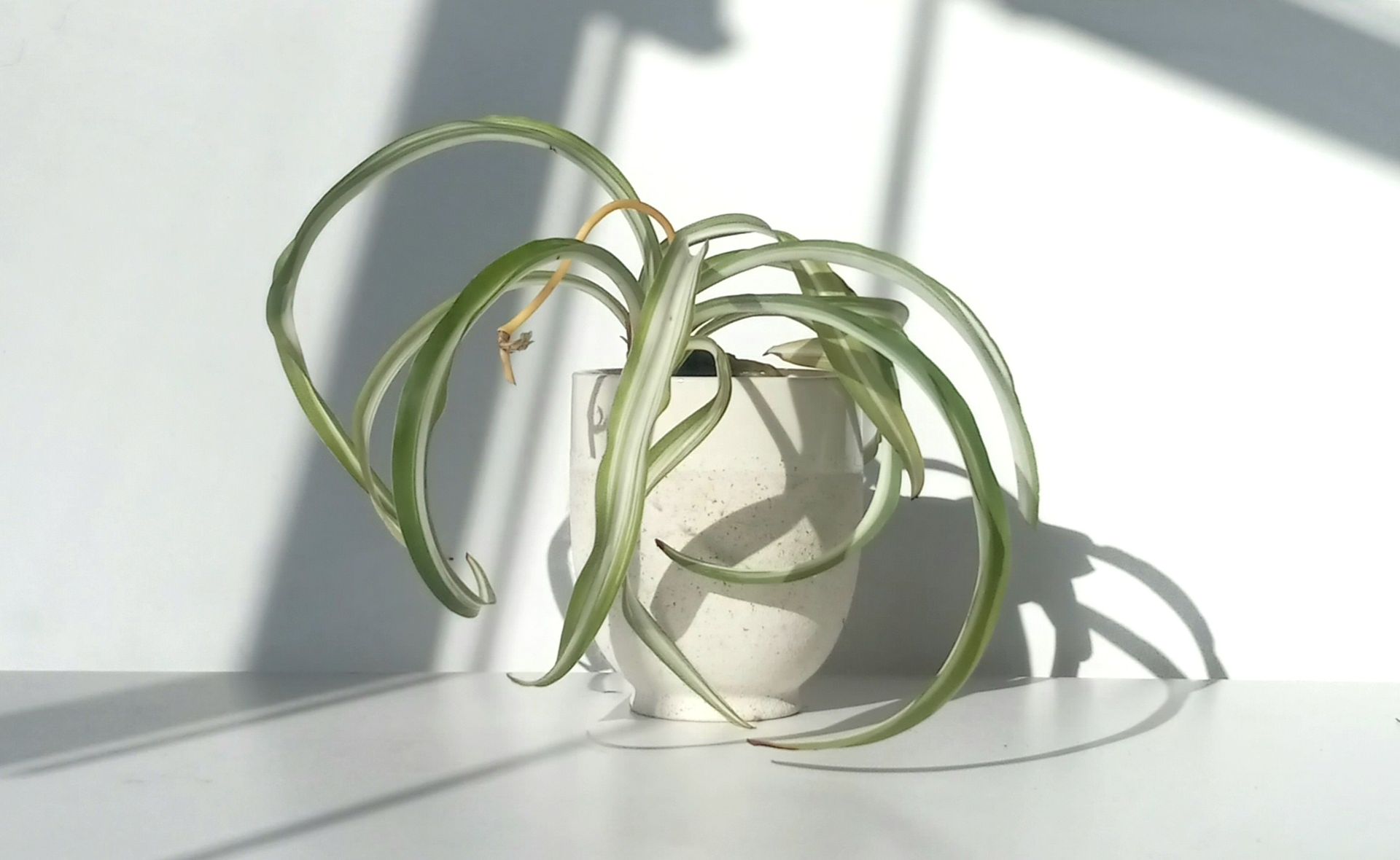Lush Variegated Curly Spider Plant Bonnie/ indoor plant/ house plant flower patio garden