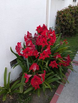 Georges Red Amerllies Bulbs 