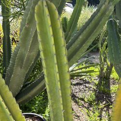 Peruvian Apple cactus 