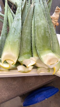 Pencas de Savila / Aloe Vera pls ya