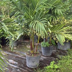 Christmas Palm - 15gl