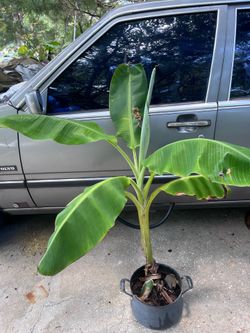 Banana plant