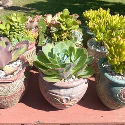 Succulent Plants Arrangements Centerpieces in COVINA