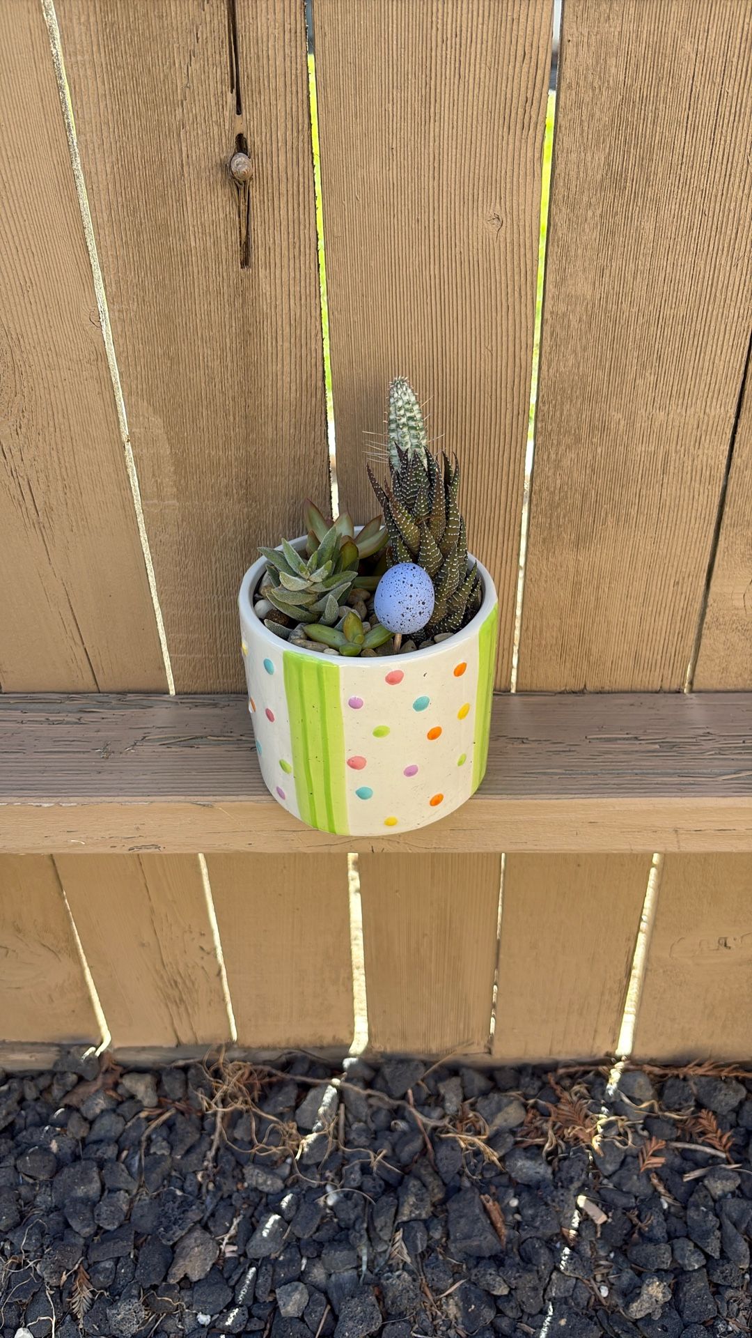 Easter Succulents ๐ Only$25 Jackson Ridge Ave