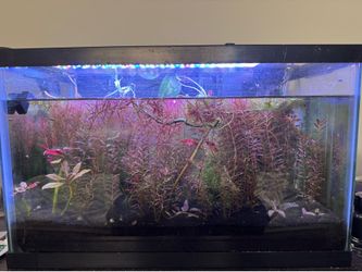 Aquarium - planted tank
