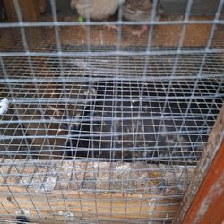 Fertilizer Quail Poop