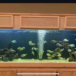 Fish Tank Canopies