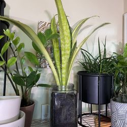 🌼 Rare Snake Plant | Sansevieria “Lauren” | Low Light & Drought Tolerant | Air Purifying
