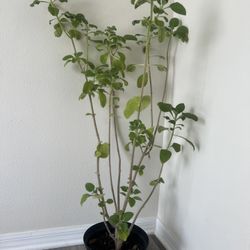 Oregano Plant