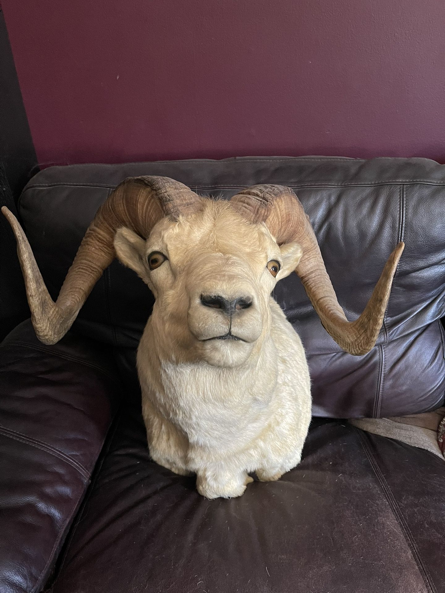 White Ram Taxidermy