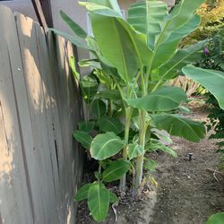 Banana Trees-2