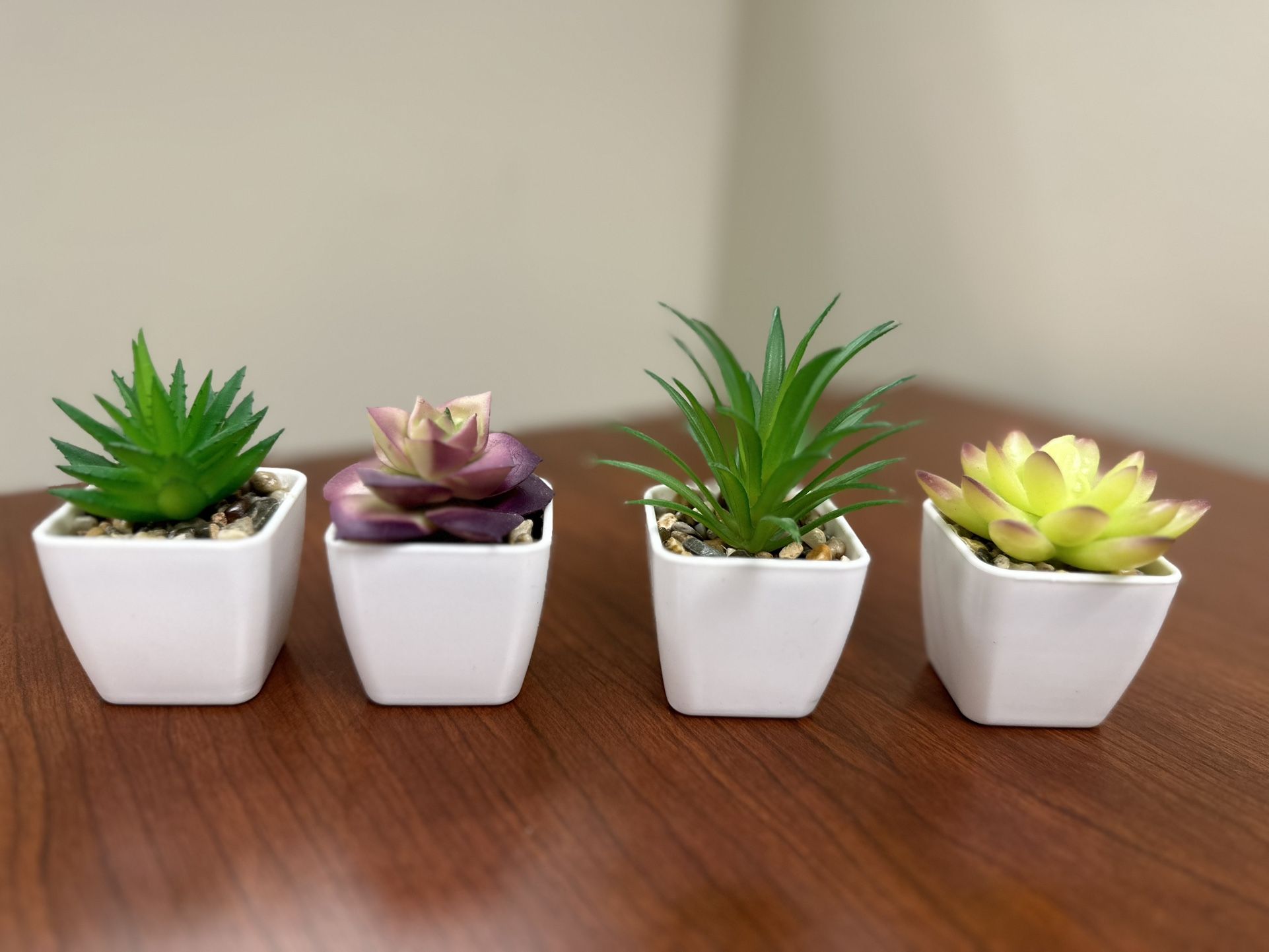 Four mini Succulent Plants 