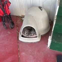 Indigo Igloo 