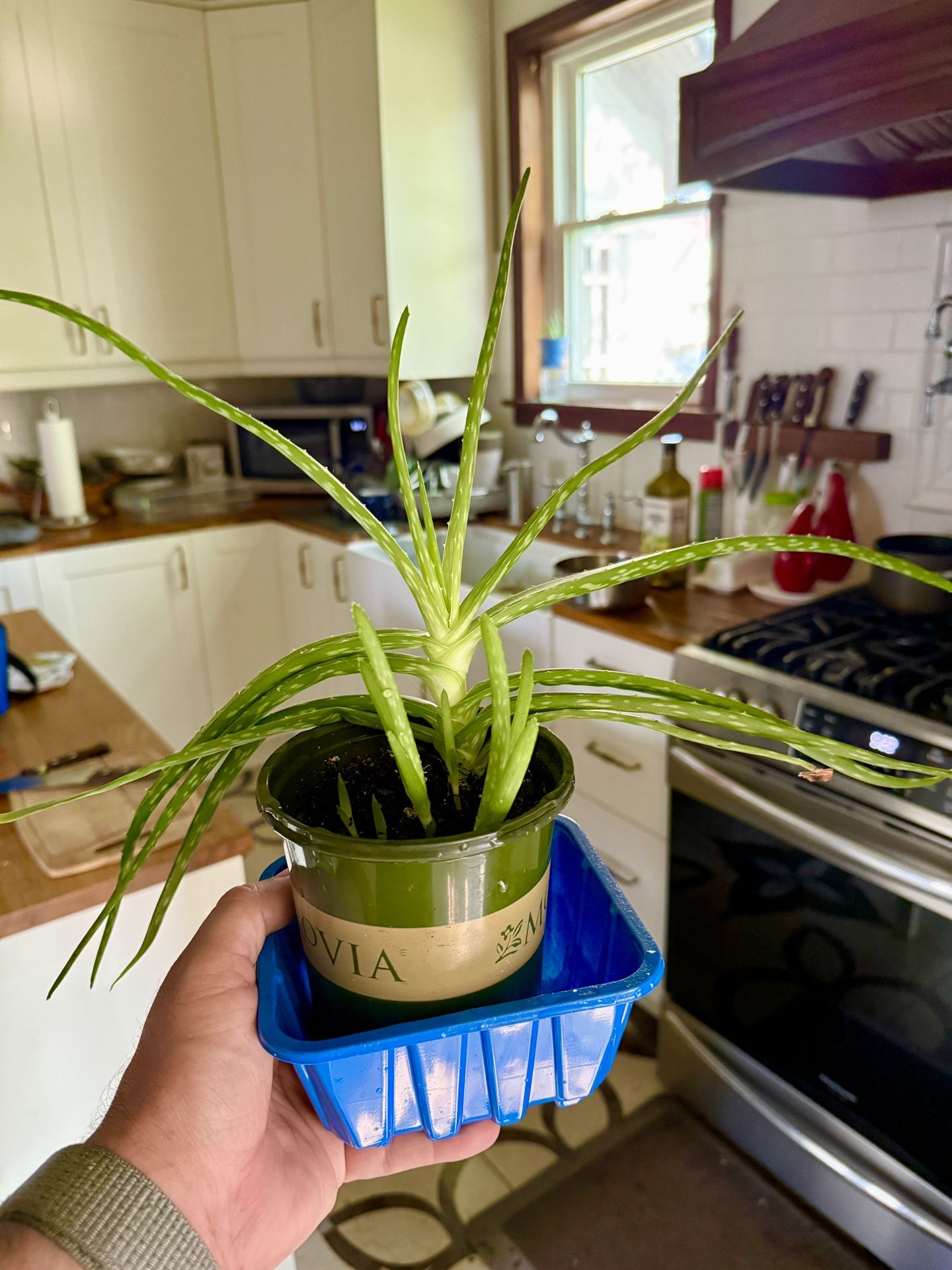 Aloe Vera With Offspring