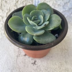 3 Inch Pot - Succulent Plant - Echeveria Painted Lady - Echeveria Derenbergii - Rooted & Established Plant - Drought Resistant - 🪴 