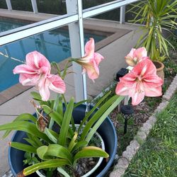 Bulbs For Sale. I Have Small, Medium, And Large 