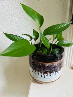Pothos plant in 6” ceramic’s planter