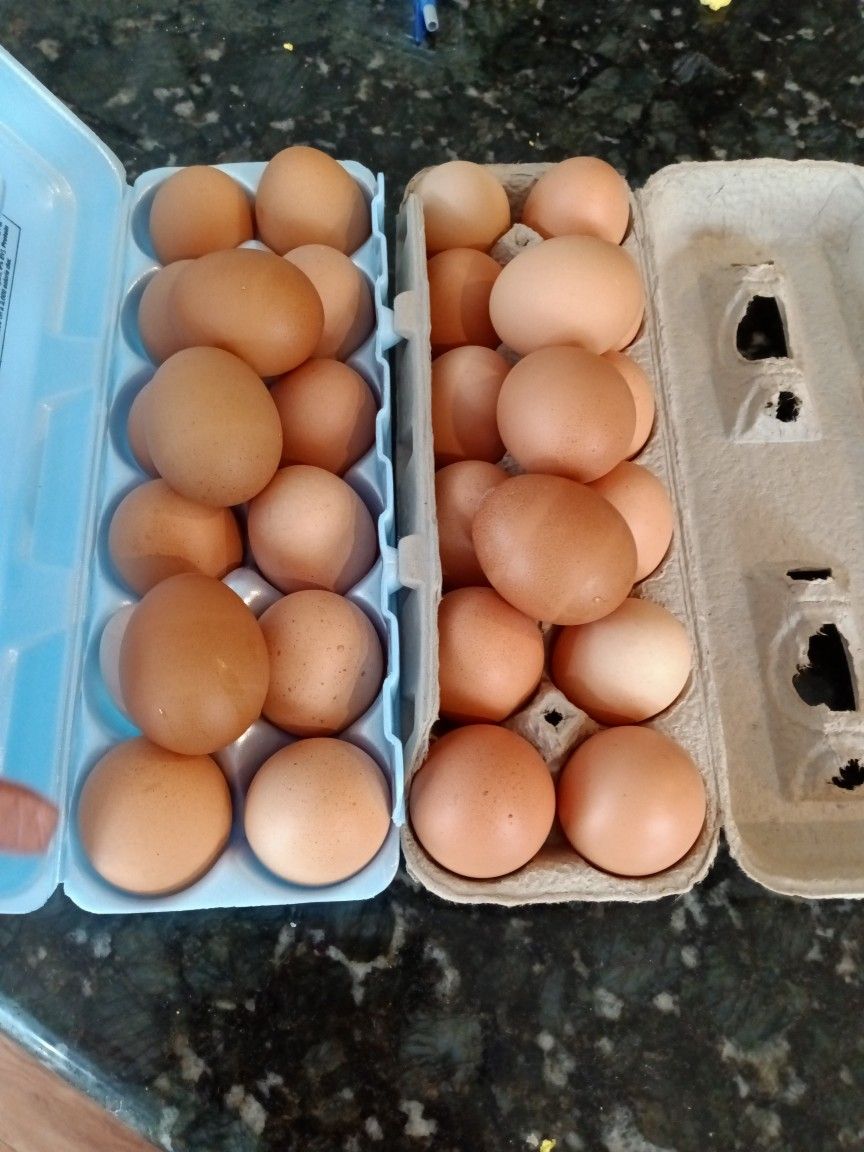Brown 🥚🥚🥚 Eggs.