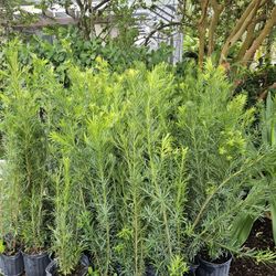 podocarpus 4 feet tall Instant Privacy Hedge 