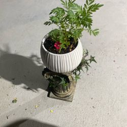 Beautiful Plant For Outside Sun