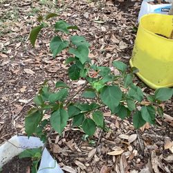 Boganvilea Flowers Plant 