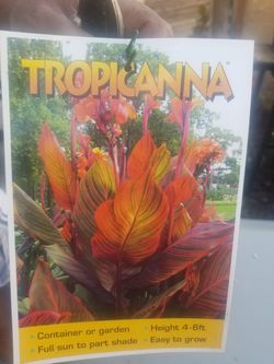 Tropicanna (plant)