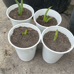 Baby aloe vera Savila