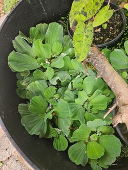 Water lettuce