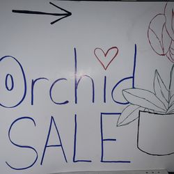 Orchid Sale 