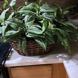 Large artificial green plant. Read description for details and location.