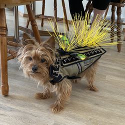 Coyote Vest For Small Dog