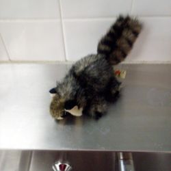 A Cute Racon 