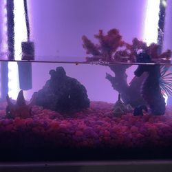 5 Gal Fish tank And Supplies
