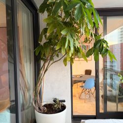 Assortment Of Plants With Large Planters 