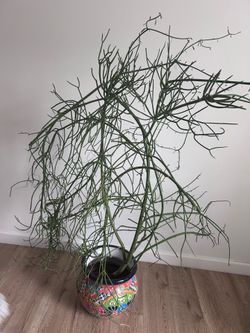Pencil cactus
