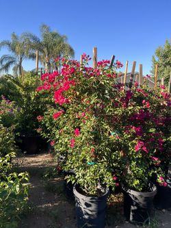 Bougainvillea 