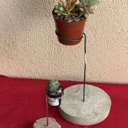 Live succulents on a base with a stand