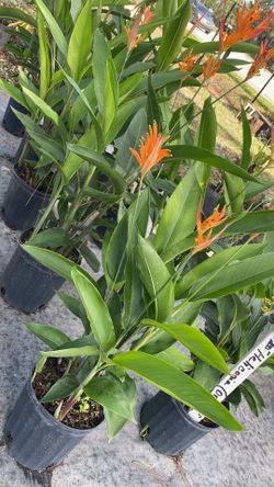 Heliconia Tropical Plant in 3 Gallon Pot – $20