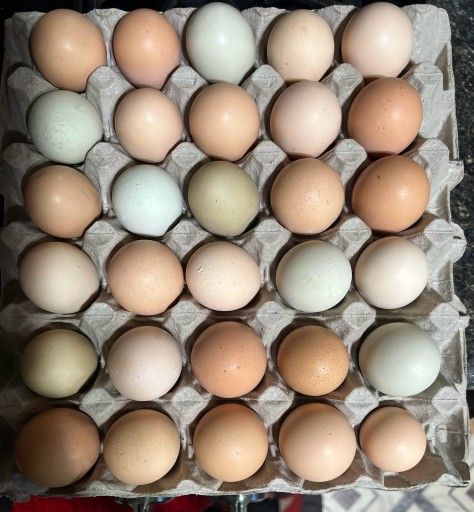 Fresh Eggs