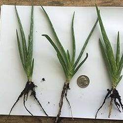 New Alovera Baby Plant - Each For $7