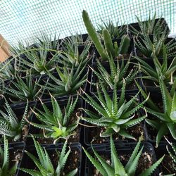 Succulents Plants 4" Pot Starting  $2.  each 