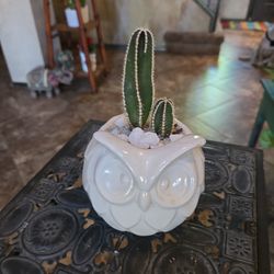 Ceramic Owl Pot With Mexican Fencepost Cactus 