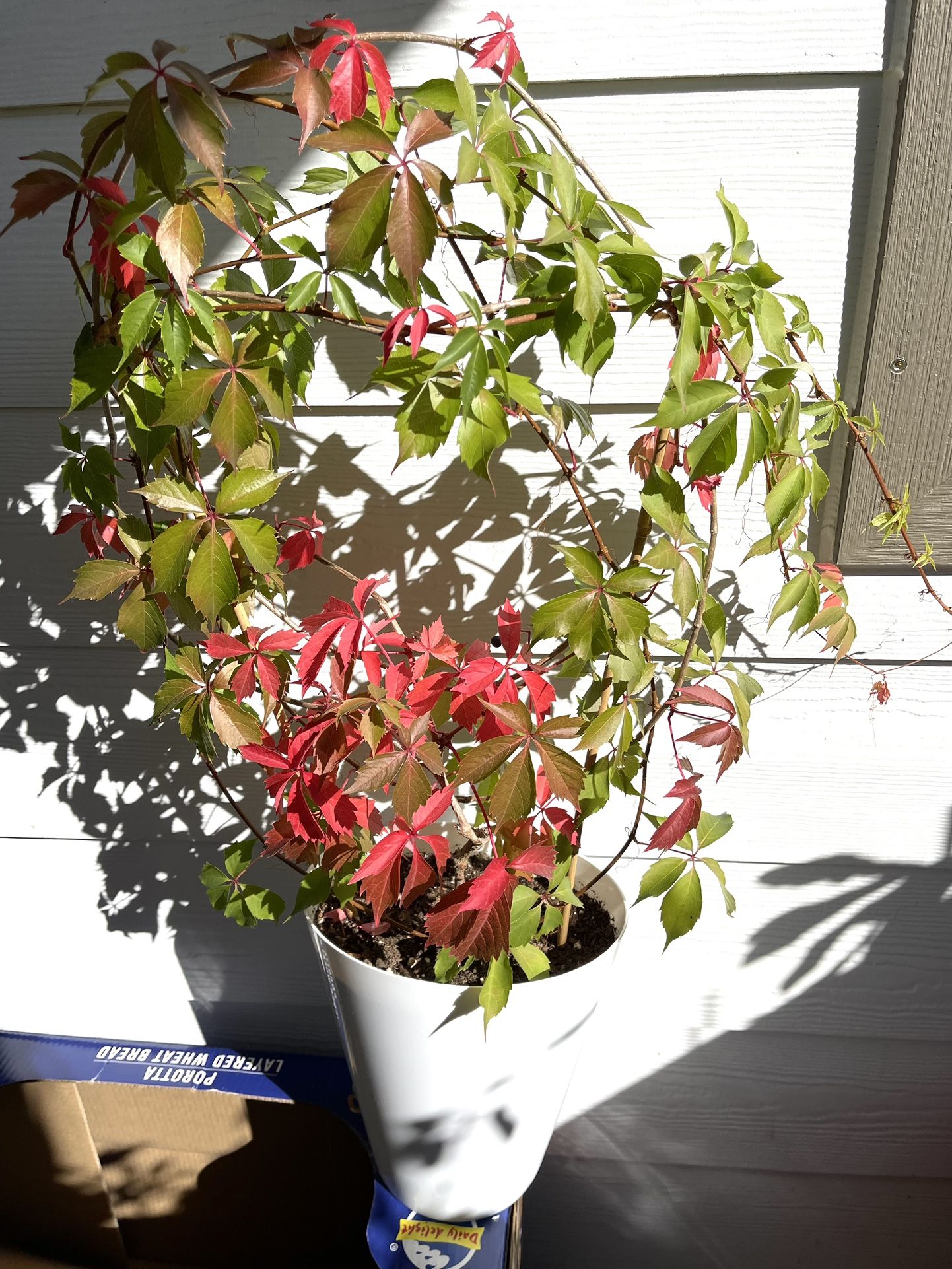 Virginia Creeper Perennial Climbing Vine , Leaves Become Beautiful In Autumn. 
